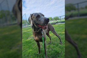 Veislinis šuo iš Olandijos ieško namų Lietuvoje: įspėja – sugeba atsidaryti šaldytuvą ir dar daugiau