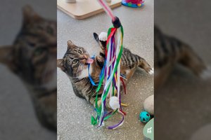 Iš asocialių žmonių konfiskuota katytė trokšta namų, kuriuose būtų saugi: dovanos meilę ir ištikimybę