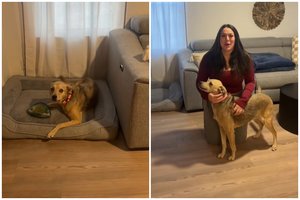 Į plėšrūną panašiam šuniui atliko DNR testą: šeimininkai tokių rezultatų nesitikėjo