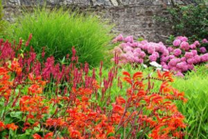 Išlaidos juokingos, darbo – minimaliai, o gėlyną turėsite nuostabų: 5 nepelnytai pamirštos gražuolės