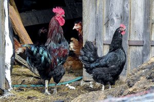 Paukščių gripo grėsmė neatsitraukia: Europoje krito daugiau nei 5,6 mln. paukščių