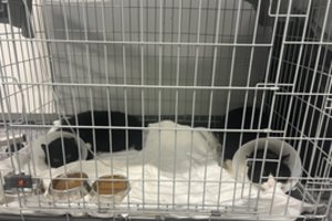 Ligos užklupti du kačiukai broliukai šaukiasi pagalbos