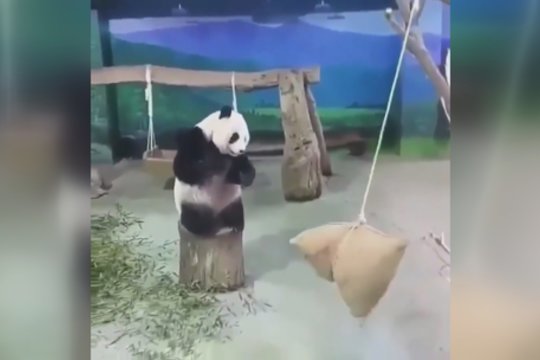 Užfiksuota akimirka sukels šypseną: pandos susikaupimas nuėjo šuniui ant uodegos
