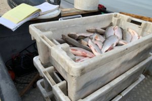 Žvejai verslininkai džiauna tinklus – žvejybą keičia į solidžias kompensacijas