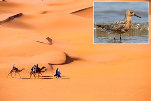 Mažėja kūnai, trumpėja snapai: paaiškino, kas ir kodėl vyksta su paukščiais