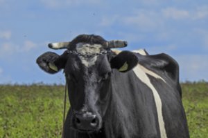 Ūkininkas neteko žado – už parduotą karvę tegavo 3 eurus: „Gal jai sutrynė tulžį, kol vežė į skerdyklą?“