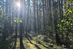 Padarė stulbinantį atradimą apie medžių atmintį