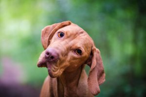 3 priežastys, kodėl šunys pakreipia galvas, kai kalbate: trečioji – pati mieliausia