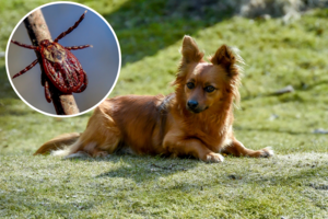 Erkių platinamų ligų sezonas – jau čia: kaip apsaugoti augintinį ir kada kreiptis į veterinarą