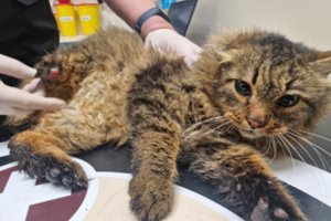Kojos netekęs katinėlis šaukiasi pagalbos: pavasario galėjo ir nesulaukti