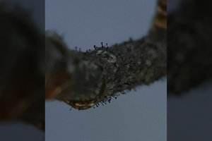 Labanoro regioniniame parke atrasta Lietuvai nauja grybų rūšis: „Kaip aklai vištai grūdą rasti"