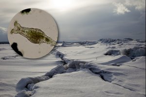 Beveik kaip siaubo filme: Rusijos mokslininkai atgaivino prieš 24 000 metų gyvenusius gyvius