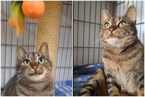 Vienintelę kliūtį rasti namus įveikusi katytė meldžia šanso: visus pasitinka drąsiai ir iškelta uodega