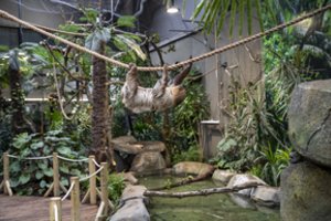 Kauno zoologijos sode – ypatingo gyvūno gimtadienis: turi ryškų charakterį ir miega 20 val. per parą