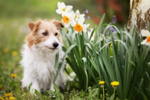 Perspėja pavasarį šunis laikyti atokiau nuo šių gėlių – gali baigtis net mirtimi