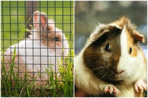 Perspėja trokštančius auginti smulkiuosius augintinius – tai ne taip lengva, kaip įsivaizduojate