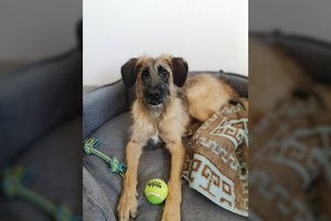 Mažoji kovotoja – drąsi ir išdykusi meškutė, laukianti pačių geriausių namų