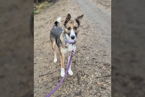 Miške rasta jauna šunytė – ypač mylinti ir energinga: ieško tokių pačių šeimininkų