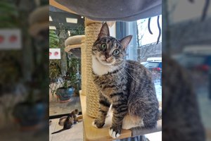 Žaisminga katytė dvejų metų gimtadienį svajoja atšvęsti namuose: sužavės ta neprilygstama ūsų puokšte