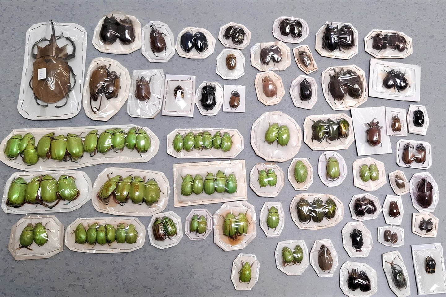 Sulaikyti vazdžiai.<br>Vilniaus teritorinės muitinės nuotr.