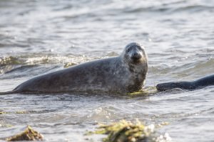 Anglijoje aptikti nuo paukščių gripo kritę ruoniai: įspėja, kad tai gali kelti rimtą grėsmę jų populiacijai