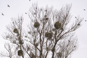 Neatsistebi, kodėl nenaikina parazitų: jų tiek, kad nuo stipresnio gūsio lūžta šakos