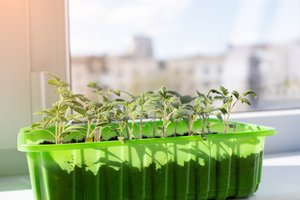 Stiprūs daigai – paeiliui, kaip tokius užsiauginti: ypač svarbus vienas momentas 