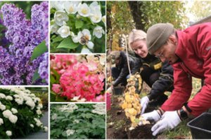 Iki balandžio 5 d. išdalins 3000 dekoratyvinių krūmų sodinukų: kur ir kiek jų galite gauti