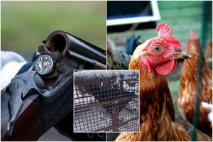 Medžiotojų metodai šokiruoja: vietoje jauko naudojo gyvą vištą