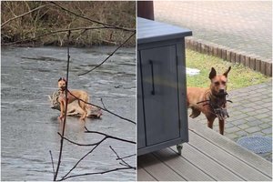 Vilniečiai pakraupę – šuo užpuolė ir apgraužė gyvą stirną, gyvūnas neišgyveno