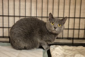 Arši katytė ieško žmogaus, kuris taptų geriausiu draugu: prireiks daug meilės ir kantrybės