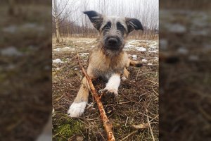 Jauna nuostabaus gerumo šunytė taps pačia geriausia drauge kiekvienam, kuris jos neišduos