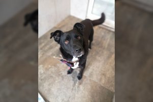 24 kg meilės ir švelnumo ieško namų: išsiskiria ypatingu draugiškumu