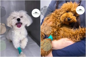 Pavasario pavojai šunims: erkės ir kiti nemalonumai