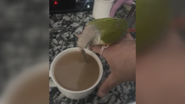 Ši papūgėlė – tikra barista: pamatykite, kaip padėjo
