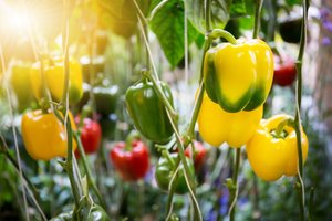 Kovas – paprikų mėnesis: užaugs įspūdingo dydžio, jei patręšite šiomis atliekomis