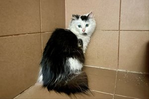 Paslaptingas keliautojas: katinas iš Lietuvos atsidūrė Latvijos siuntų bendrovės sandėlyje