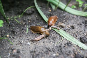 Pats laikas ruoštis kovoti su šliužais: specialistai pasakoja, ką galite padaryti jau dabar