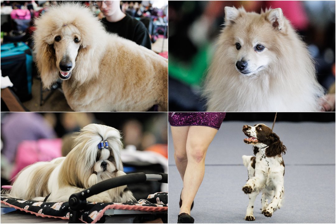 Šunų paroda. <br>Lrytas koliažas. 