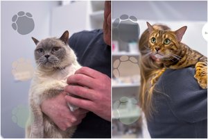 Burnos ir dantų ligos katėms: prevencija, diagnostika ir gydymo galimybės