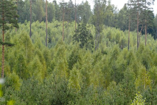 Krūmokšniai ir menkavertė augmenija gali pražudyti miško sodinukus – jaunuolynams ugdyti parama jau numatyta