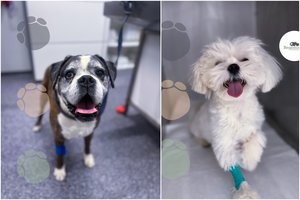 Burnos ir dantų ligos šunims: svarba, gydymo galimybės ir prevencija