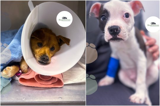 Šunų odos ligos ir inovatyvūs gydymo metodai: imunoterapija bei ilgo veikimo vaistai atopinio dermatito gydymui veterinarijos klinikoje „Begemotas“