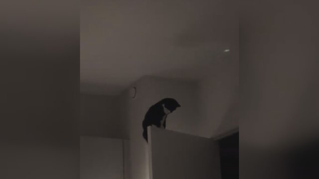 Keturkojo šėlionės baigėsi nesėkme: to nė pats nesitikėjo