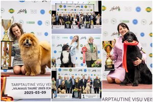 Tarptautinėje šunų parodoje – čiau čiau iš Jonavos triumfas: pranoko daugiau kaip 1500 egzotiškiausių keturkojų