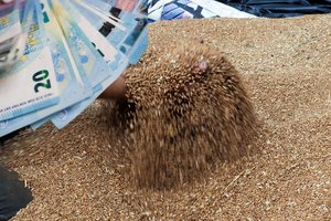 Pirmųjų Lietuvos ūkininkų kelias į milijonierius: kanadiečiai parodė, kaip grūdai gali virsti auksu