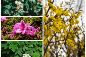 Palikite juos ramybėje: 4 augalai, kurių pavasarį negalima genėti