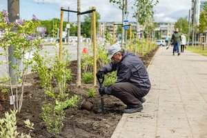 Vilniuje pradedami pavasariniai želdinimo darbai: planuojama pasodinti 1 tūkst. medžių