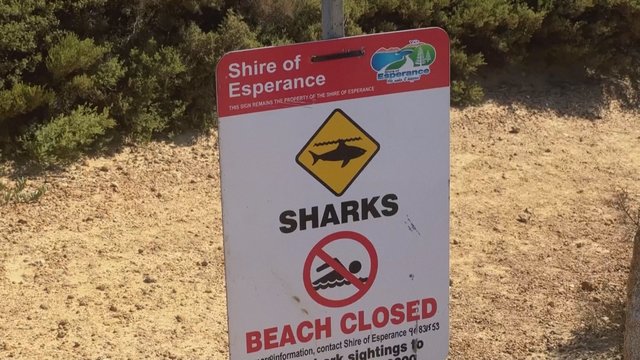 Mirtinas išpuolis Australijoje: įkandus rykliui žuvo banglentininkas