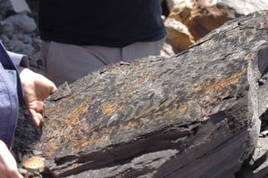 Senovinės fosilijos atskleidžia išlikimo paslaptis po didžiausio masinio išnykimo Žemėje